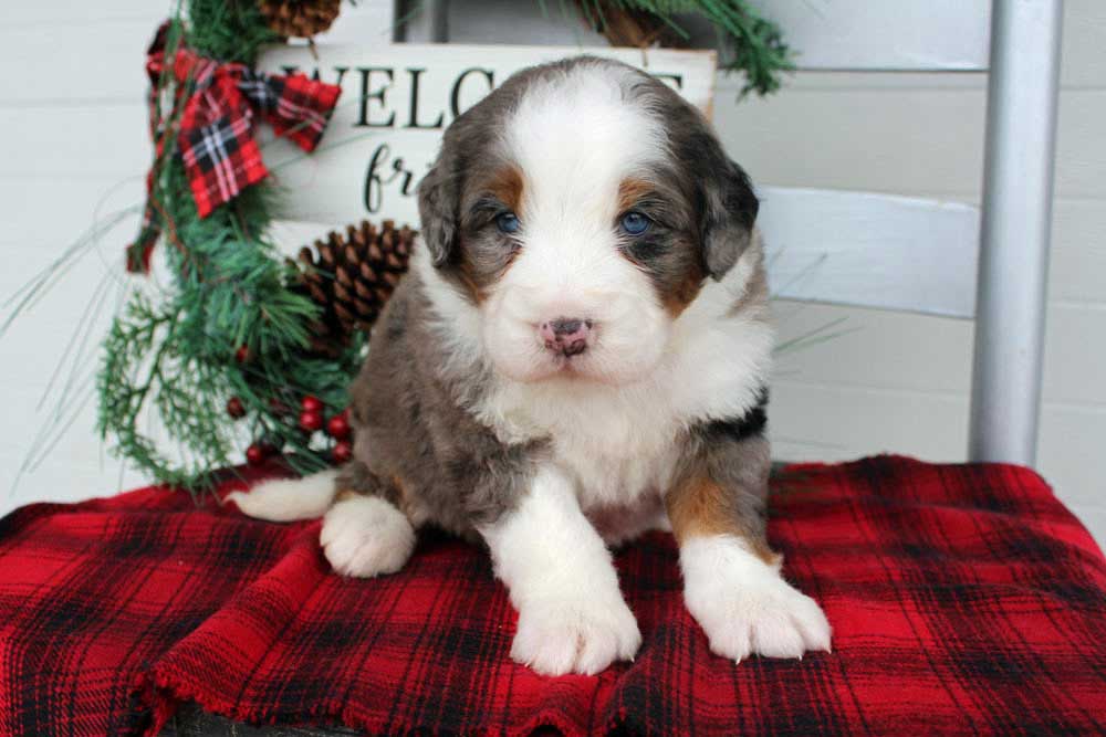 Stunning Mixed Color Designer Mini Bernedoodle Pup from Abington Massachusetts